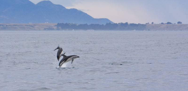 Dusky Dolpnins Jumping Out Of Water